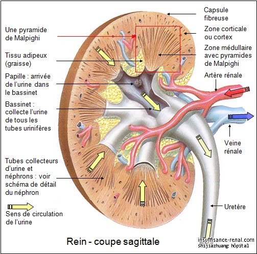 Le syndrome néphropatique