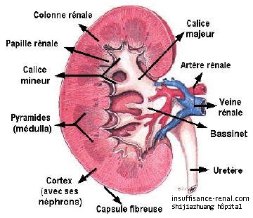 La source d'oedeme de la maladie nephrotique