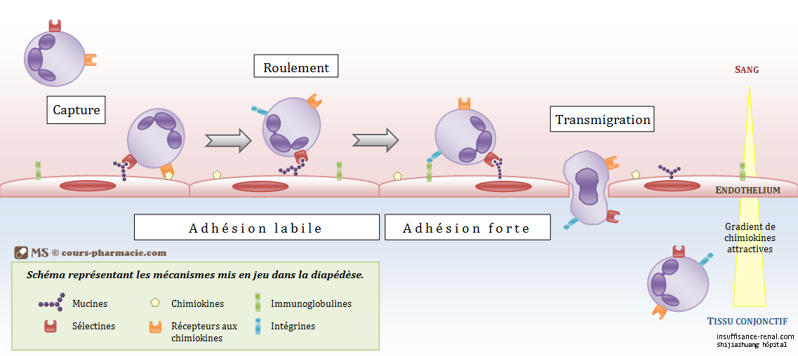 le système intrinsèque immun