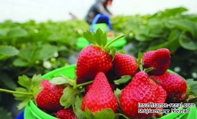 Est fraise bénéfique pour les patients de polykystose rénale