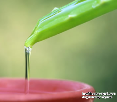 Le jus d’aloe est bon pour les patients atteints d’insuffisance rénale chronique