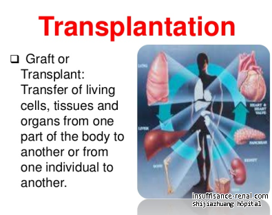 Transplantation rénale est pas le meilleur traitement pour la maladie du rein